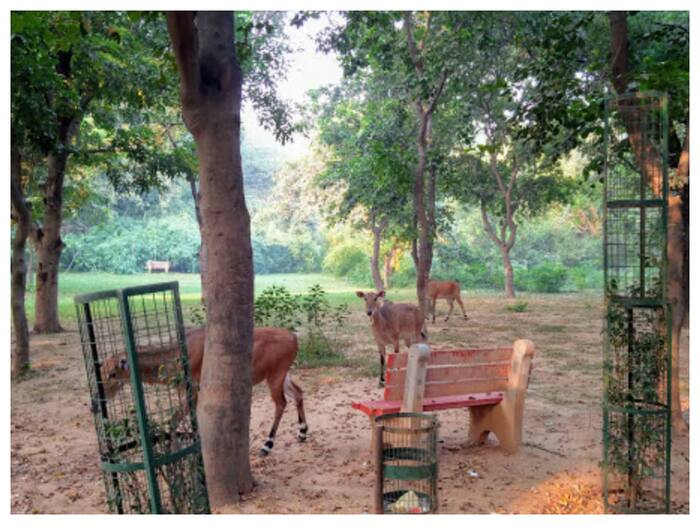 Sanjay van 4