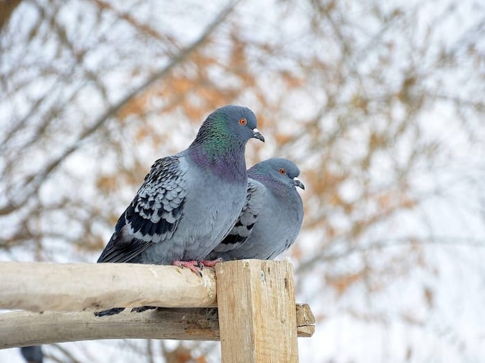 Amarnath Me Kabootar  1