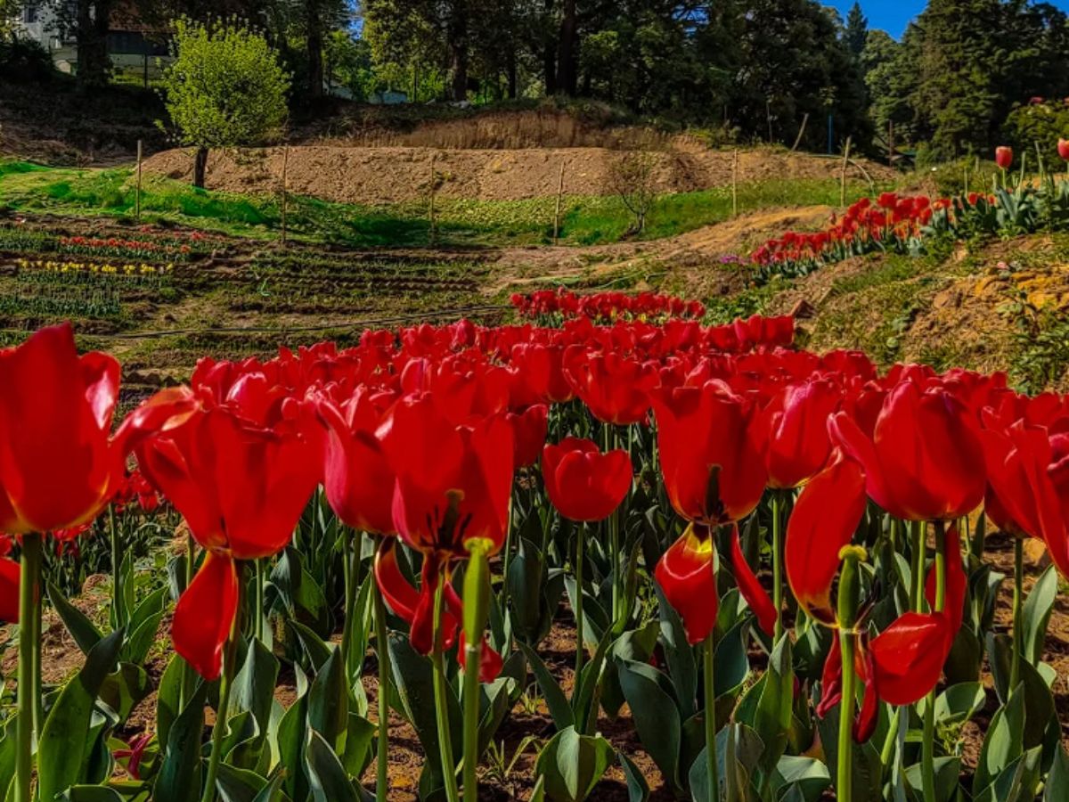 Chaubatia Gardens