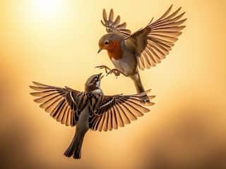 Where The Birds Rule Sky, Must-Visit Birdwatching Hotspots Near Guwahati