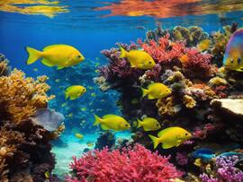 Underrated Gems In Andaman And Nicobar For An Unforgettable Island Holiday