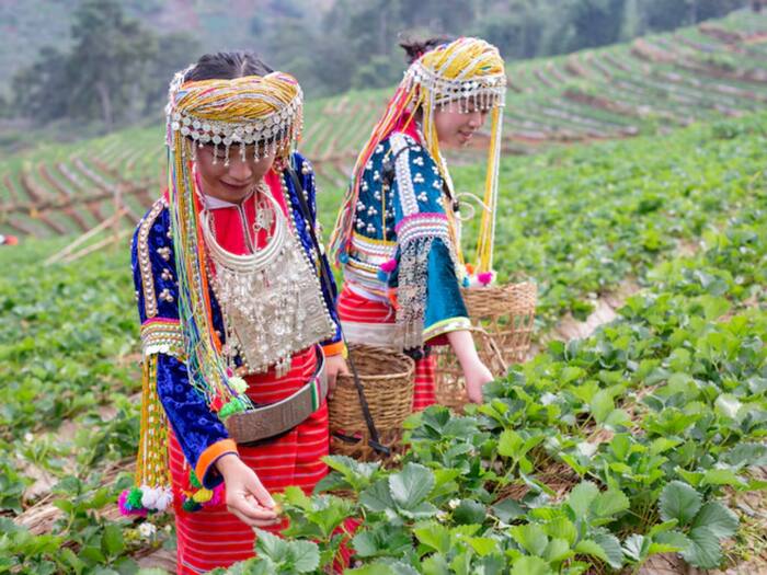 Manipur  11