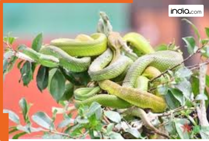 This country farms snakes like vegetables, reason behind snake farming is…, tourists also visit because…, country’s name is…