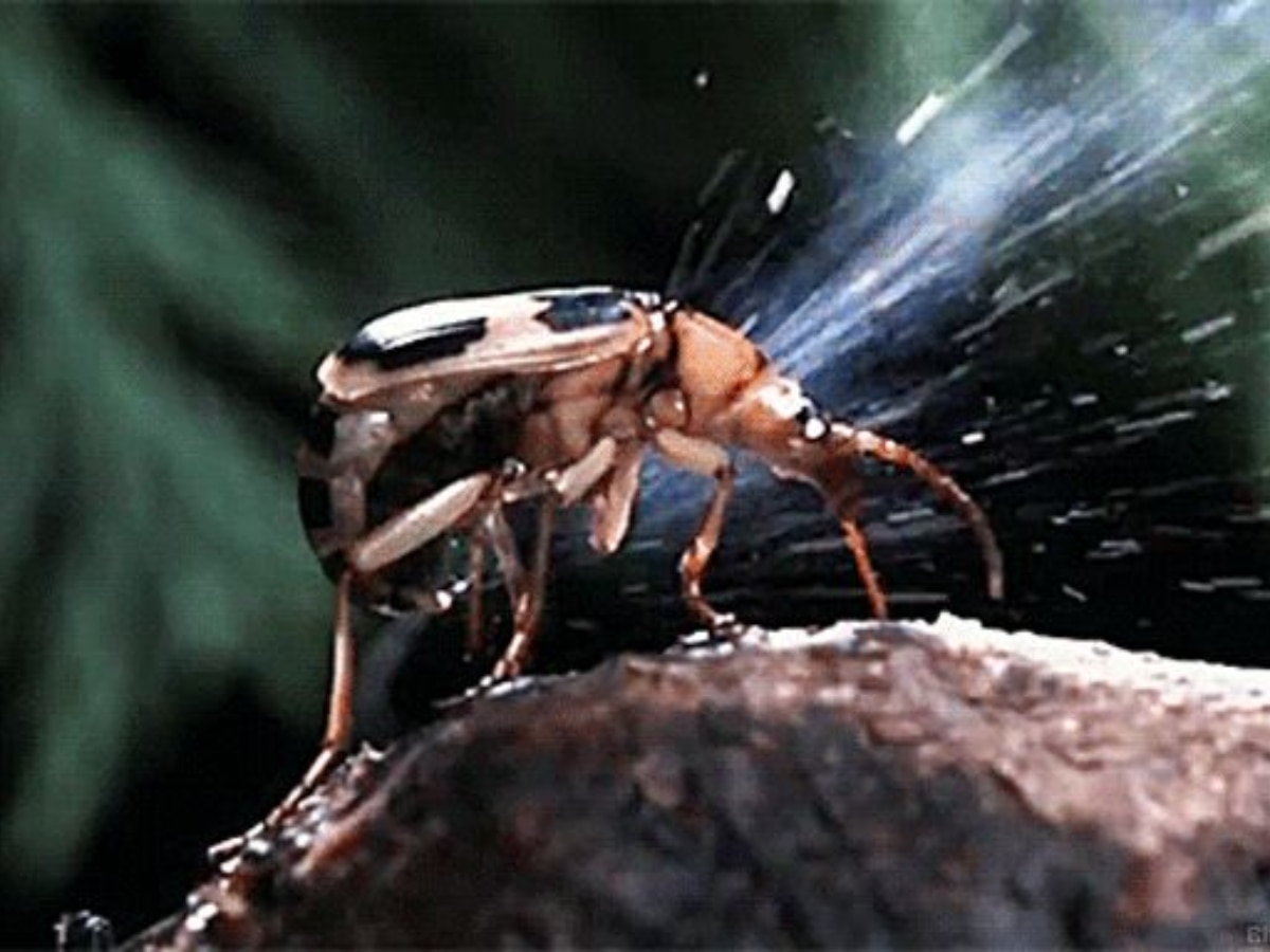 Bombarding Insect घातक हथियार से कम नहीं ये पिद्दी सा कीड़ा, खतरा महसूस होते ही उगलने ...