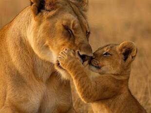 Safari Near Kochi? These 7 Spots Feel Like A Real-Life Jungle Book!