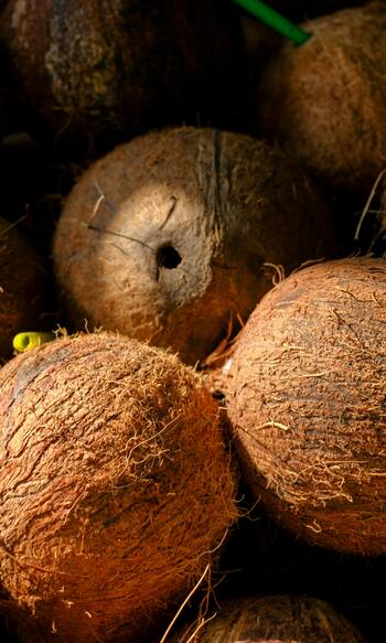 शुभ काम करने से पहले क्यों फोड़ते हैं नारियल? चौंका देगा वजह
