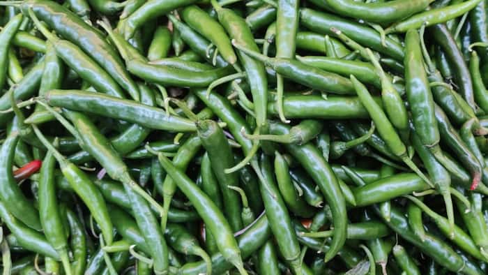 Green chilli in diabetes