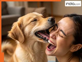 क्या आपका भी डॉग है आपको चाटता? जानिए इसके पीछे छिपे जानलेवा खतरे