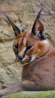 7 exotic animal species found only in India