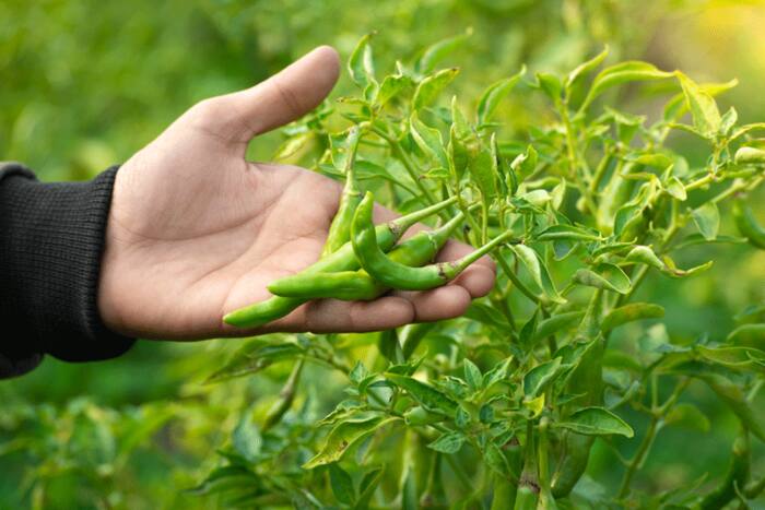 Green chilli in diabetes