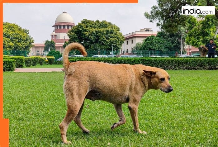 Stray dogs issue: SC modifies earlier order, says 'blanket direction' could lead to...; will stray dogs be released back on streets after...?