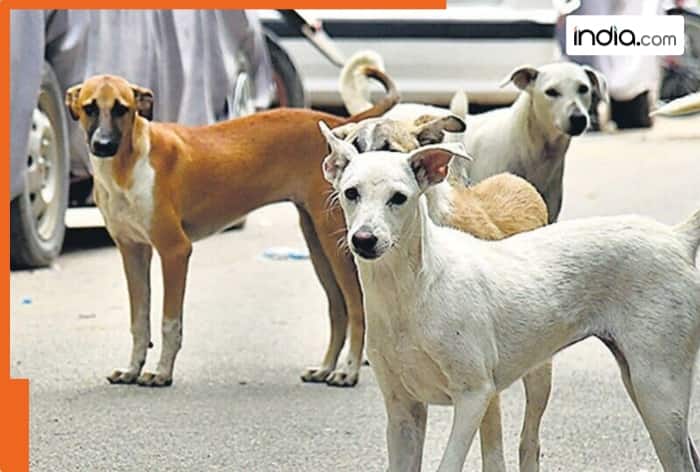 stray dogs, Delhi-NCR, Delhi, NCR, Supreme Court, sterilise, dogs, veterinary doctors, sterilisation, antibiotic treatment, infection