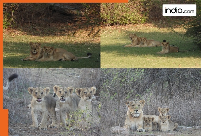 World Lion Day 2025, Gujarat, World Lion Day, Barda Wildlife Sanctuary, lions, Asiatic Lion, Saurashtra region, Gir forest
