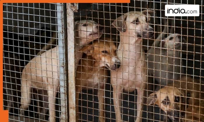 Stray dogs