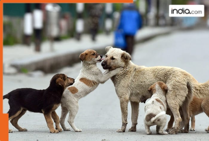 Amid public outcry, bigger Supreme Court bench to hear Delhi stray dog case today