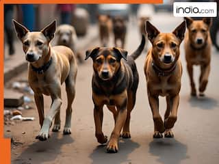भारत में किस नस्ल के कुत्ते सबसे ज्यादा सड़कों पर घूमते हैं? इस राज्य में है सबसे अधिक संख्या