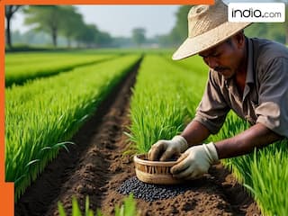 किसानों के लिए ये फसल क्यों मानी जाती है कुबेर का खजाना, 2 लाख की लागत, 10 लाख का मुनाफा!