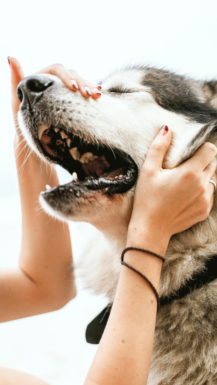 7 dog breeds that shouldn’t be kept as pets in India