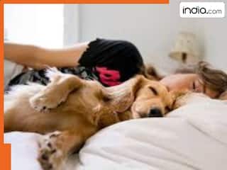 डॉग को बेड पर सुलाना पड़ सकता है भारी, इन बीमारियां बढ़ता है खतरा