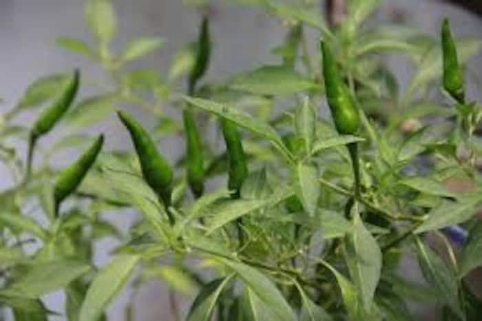 Green chilli in diabetes