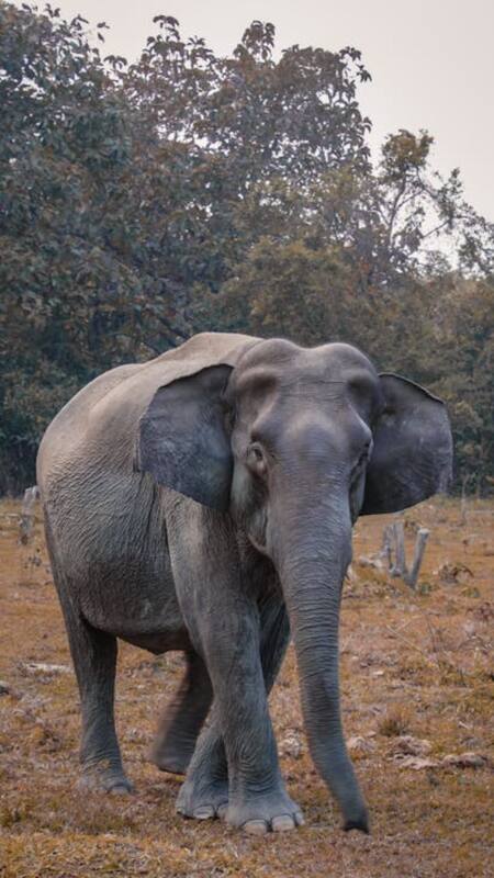 longest living animal