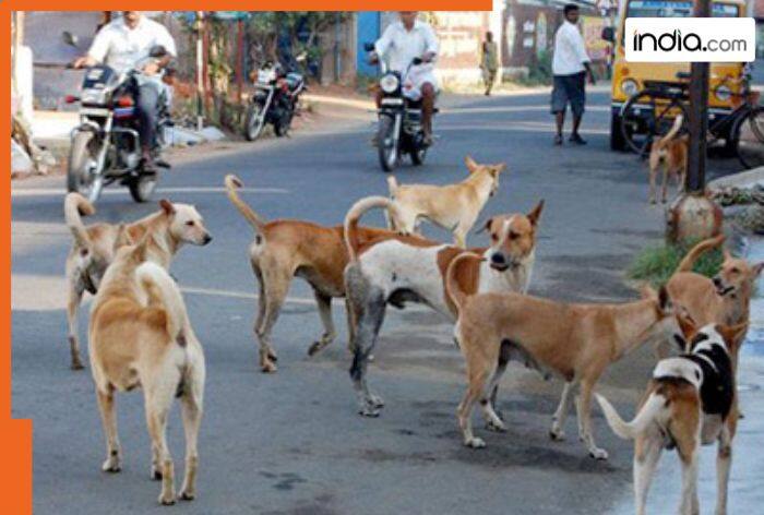 Big decision by SC to tackle stray dog menace in Delhi-NCR, says,' Within 8 weeks..
