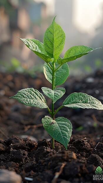 Vastu Tips: घर में किस दिशा में पौधा लगाना शुभ होता है?