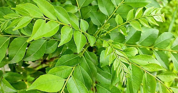 Curry leaves benefits