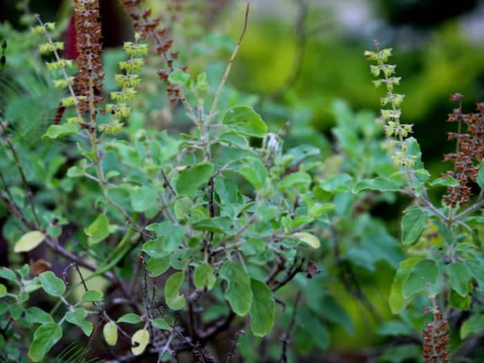 Solar Eclipse Sutak rules