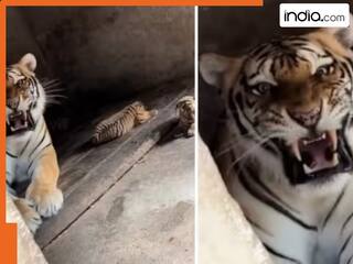 Viral: बच्चों के साथ बैठी रही थी बाघिन, शख्स को वीडियो बनाते देख आया गुस्सा, फिर जो हुआ वह देखकर कांप जाएगी रूंह
