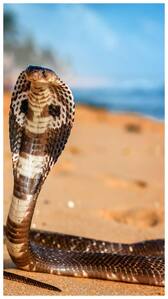 इन जानवरों पर बेअसर है कोबरा का जहर