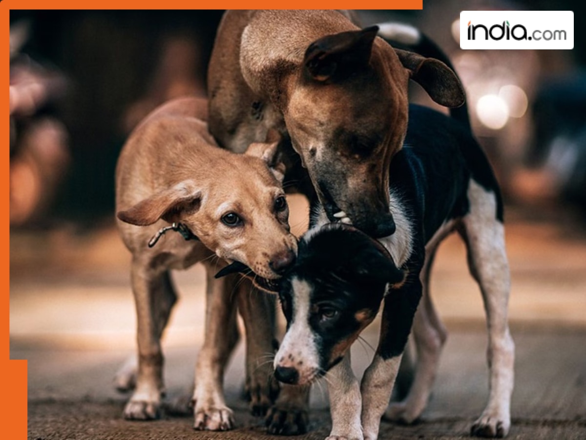 Stray Dogs Case Big Update: Supreme Court directs chief secretaries of States, UTs to appear before it on THIS date