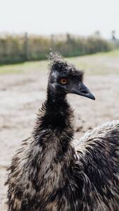 7 most dangerous birds for humans