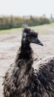 7 most dangerous birds for humans