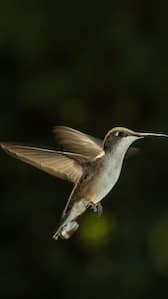 7 fastest flying birds you should know about