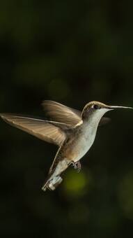 7 fastest flying birds you should know about