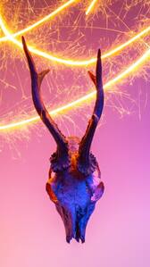 7 animals that glow in the dark