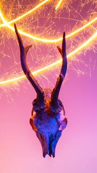 7 animals that glow in the dark