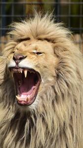 7 most dangerous animals in the world