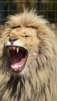 7 most dangerous animals in the world