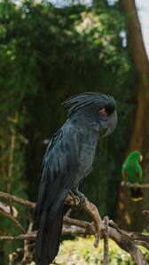 7 animals that can solve puzzles like humans