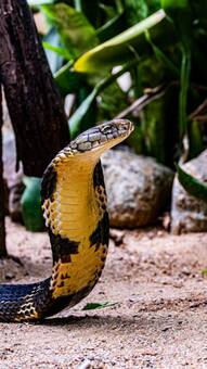 7 deadliest snakes in the world