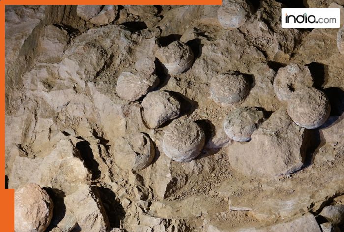 What Shocking Secrets Do 85 Million-Year-Old Dinosaur Eggs Hold?