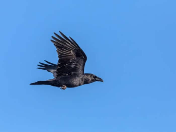 How much height crow can fly