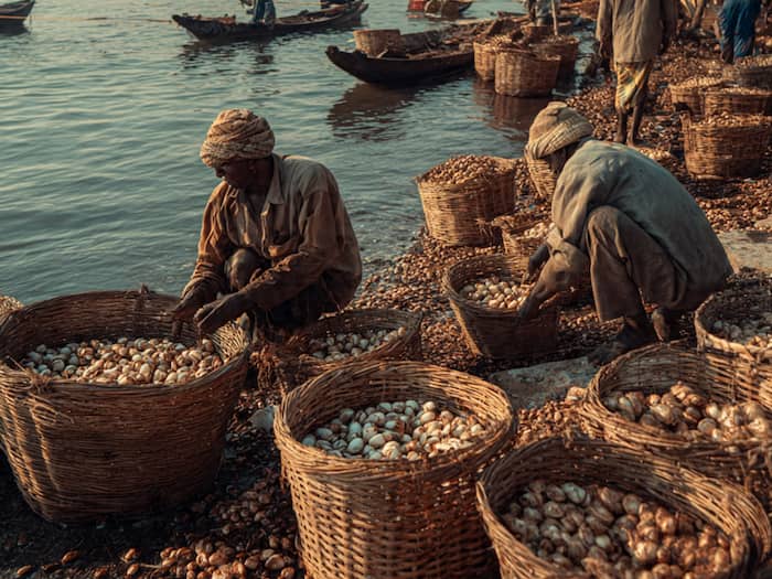 Maharashtra pearl farms