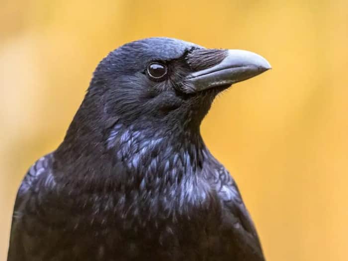 How much height crow can fly