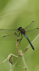 7 predators that rarely miss a hunt