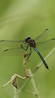 7 predators that rarely miss a hunt