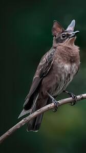 7 animals that hibernate during winters