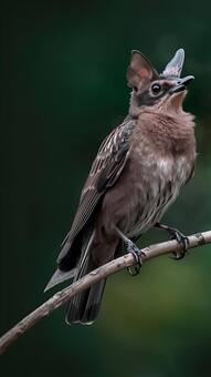 7 animals that hibernate during winters